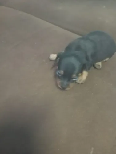 Cachorrinho
