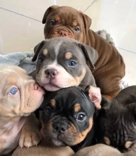 American Bully - O Amor Da Sua Vida Merece Uma Surpresa Assim