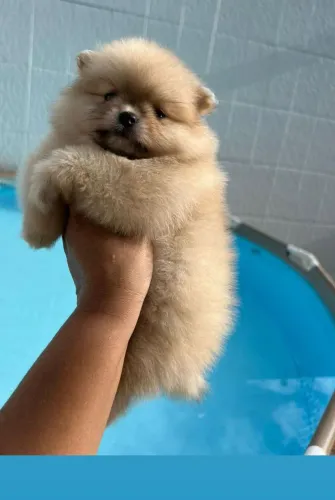 Spitz Alemão