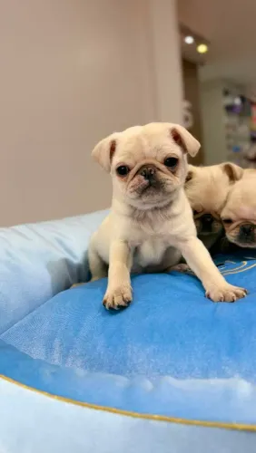 PUG MACHOS