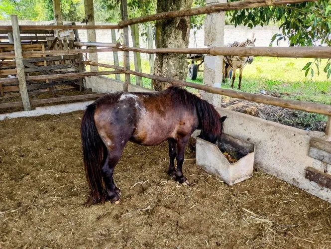 Lindo casal de Poney