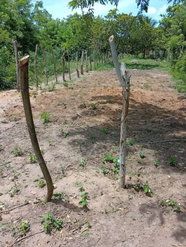 Extremoz fica perto da fábrica de panela
