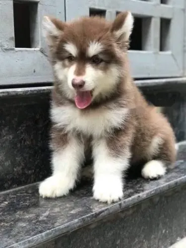 Husky Siberiano - Criados Em Ambiente Familiar