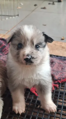 Macho blue merle com pedigree