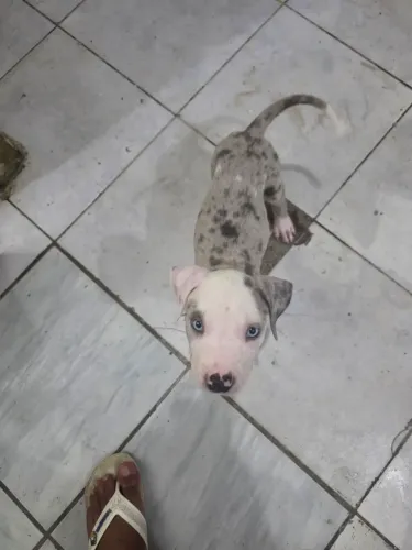 Pitmonster merlem
