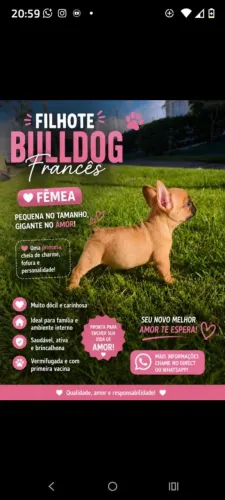 Bulldog Francês