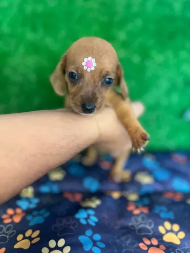 Vendo lindos filhotes de salsicha macho e fêmea