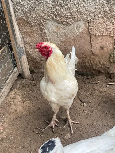 Galo Vendo ou Troco