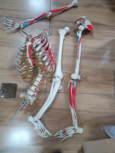 Esqueleto humano de 85cm