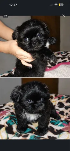 Filhotes de Shih-tzu