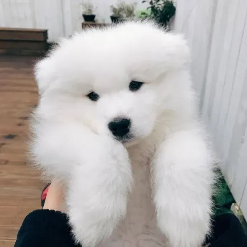Samoieda Presença que cria proximidade