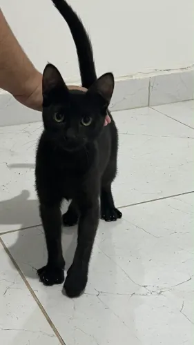 Doa-se gata