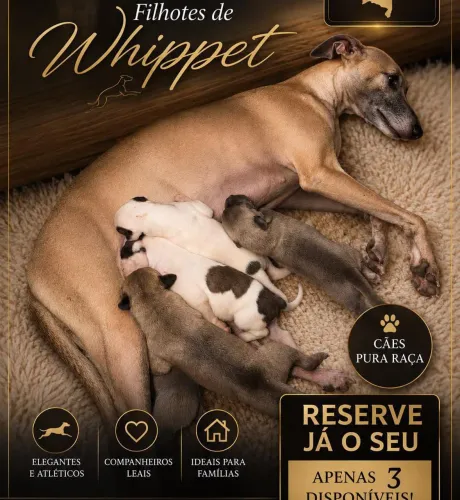 Filhotes de cachorro whippet