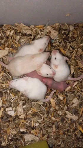 Camundongos 