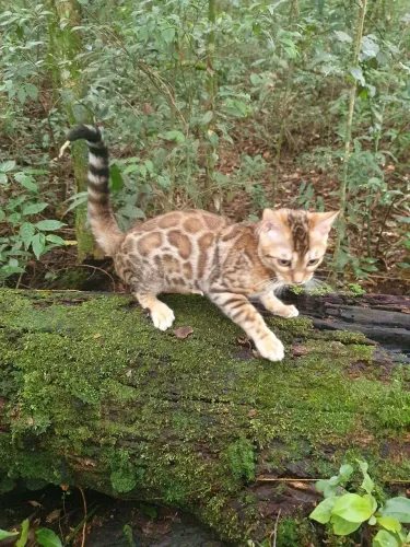Gata bengal