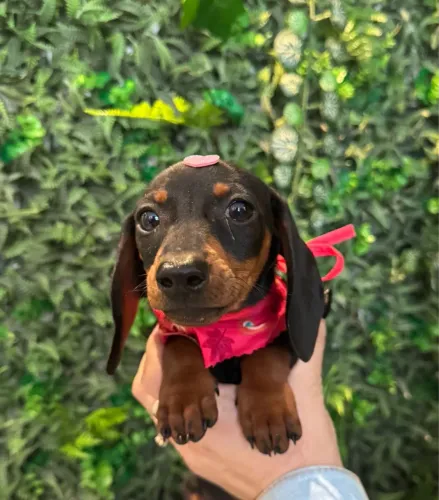 Filhote de Dachshund preto com canela 