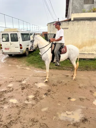 Cavalo castrado 