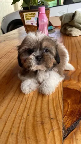 Shih Tzu Mini