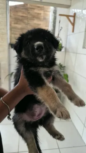 Filhotes de Cão Pastor