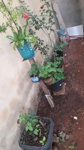 Plantas