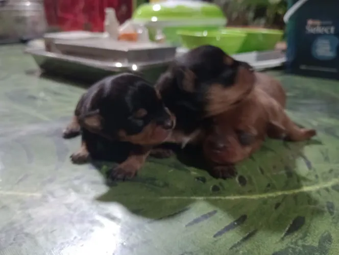 Pinscher zero