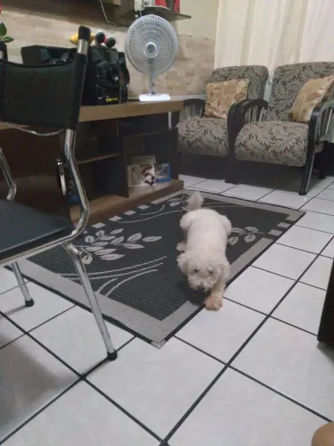 Doação de Pet