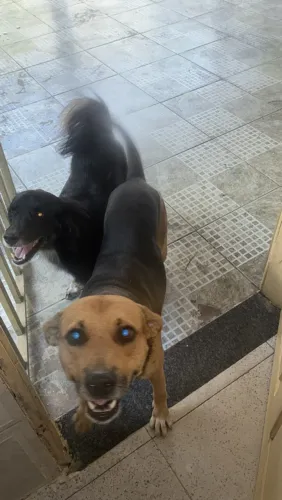Doação de Pets