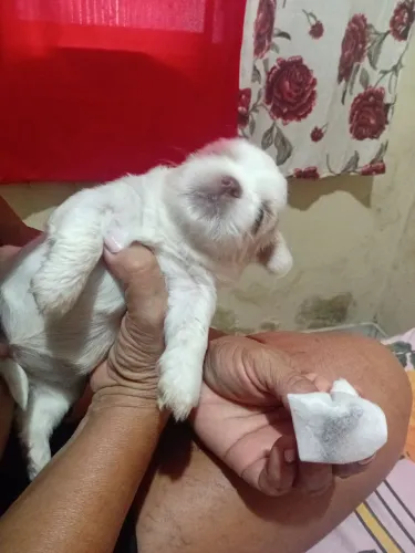 Os lindos. E verdadeiros cães  de Manaus  raça shiatsu 