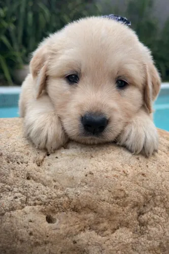 Golden Retriever lindo