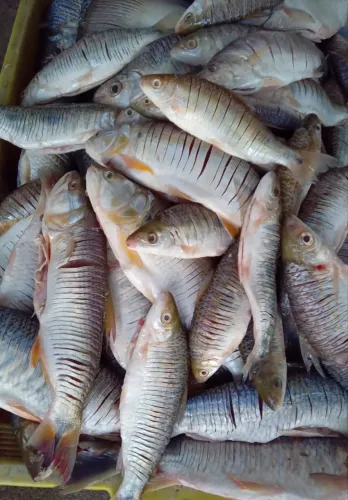 Peixe diretamente do Rio São Francisco 