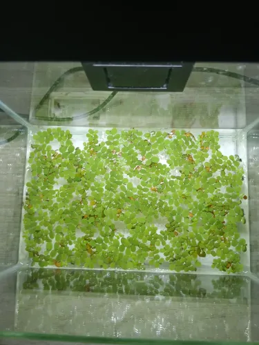 Salvinia (planta aquática de aquario e lago)
