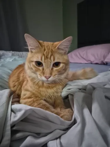 Gato laranja macho dócil 6 meses castrado, microchipado, vacinado e vermifugado