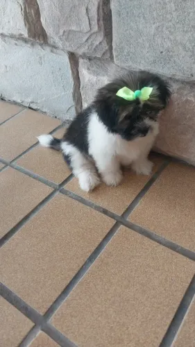 Oportunidade! Vendo uma linda filhotinha  da raça Lhasa apso 
