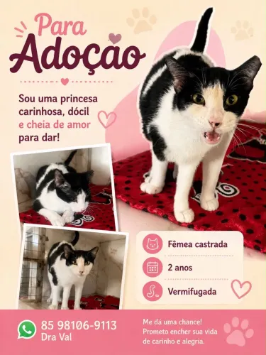Doação responsável de gata castrada 