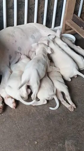 Bullterrie filhotes disponíveis 