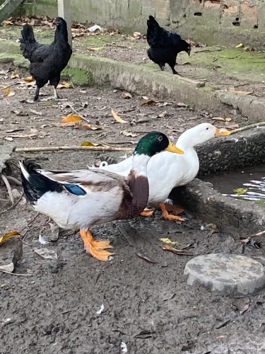 Vendo casal de marrecos