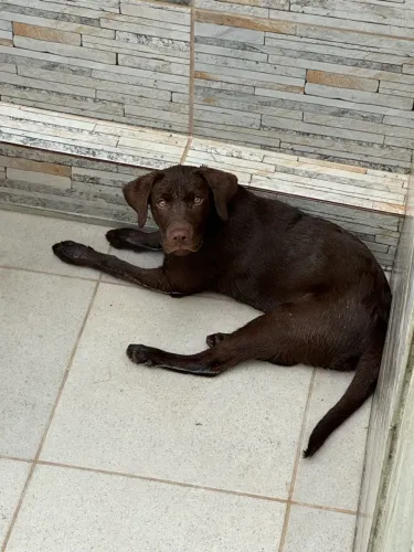 Labrador fêmea com pedigree