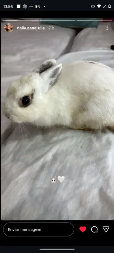Mini coelho 
