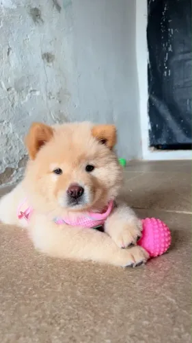 FILHOTE CHOW-CHOW (fêmea)