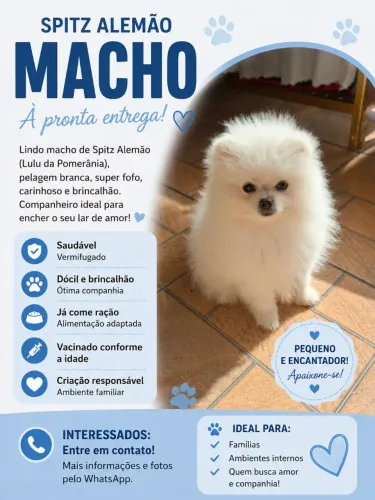 Machinho de lulu da pomerania 