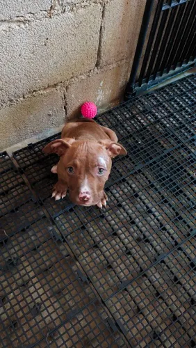 Promoção ultimo filhote macho pit monster