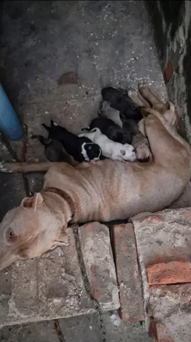 Filhotes de Pitbull com Pastor alemão