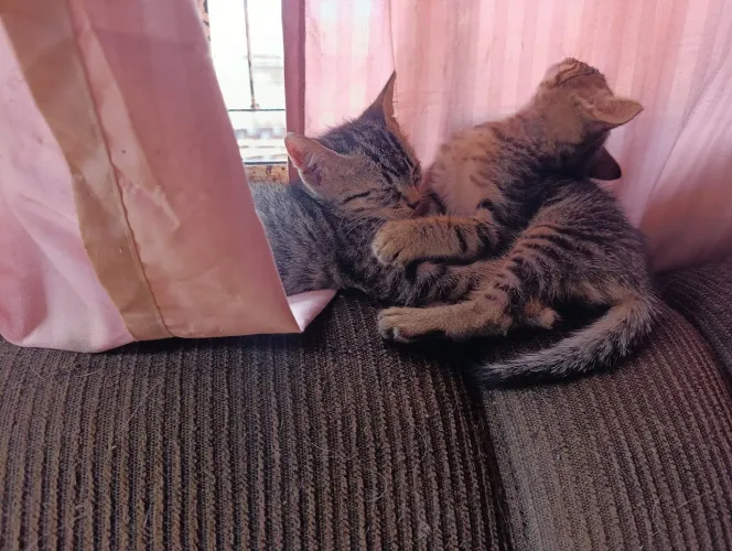 Doação de gatos