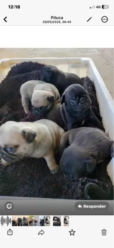 Cachorro pug