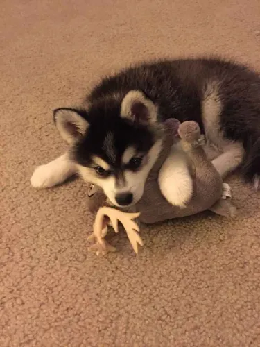 Filhote husky siberiano, Nada se compara ao amor verdadeiro de um cão!