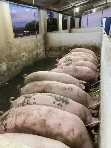 Suino (porco) gordo para abate - Esplanada