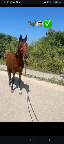 Égua mangalarga