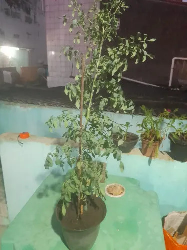 Planta arruda