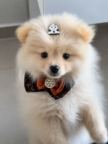 Spitz Alemão anão 