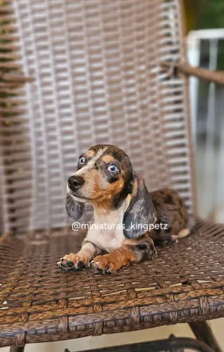 Dachshund kaninchen ( menor padrão da raça ) Fêmea minúscula!